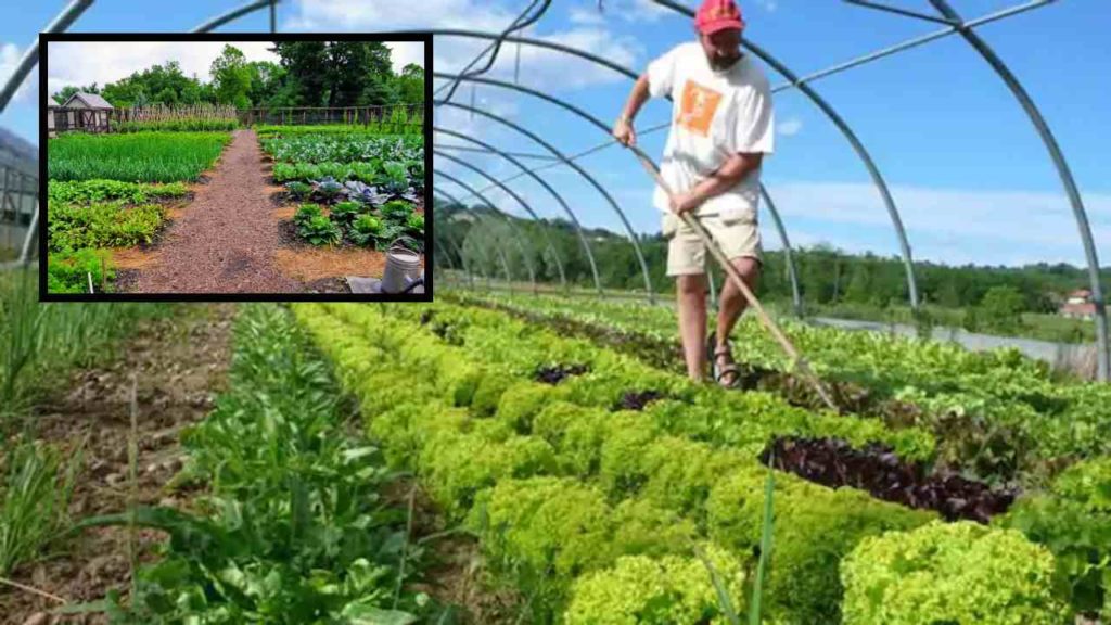 Techniques in winter vegetable cultivation!