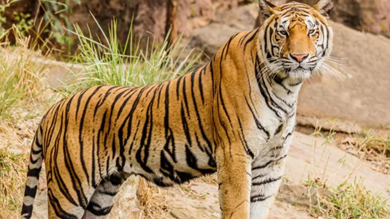 Tiger Attack: బాబోయ్.. ఒక్కసారిగా దూసుకొచ్చింది.. పులిని దగ్గరగా చూడాలనుకుంటే ఇలానే ఉంటది..! వీడియో వైరల్ Tiger Attack: బాబోయ్.. ఒక్కసారిగా దూసుకొచ్చింది.. పులిని దగ్గరగా చూడాలనుకుంటే ఇలానే ఉంటది..! వీడియో వైరల్