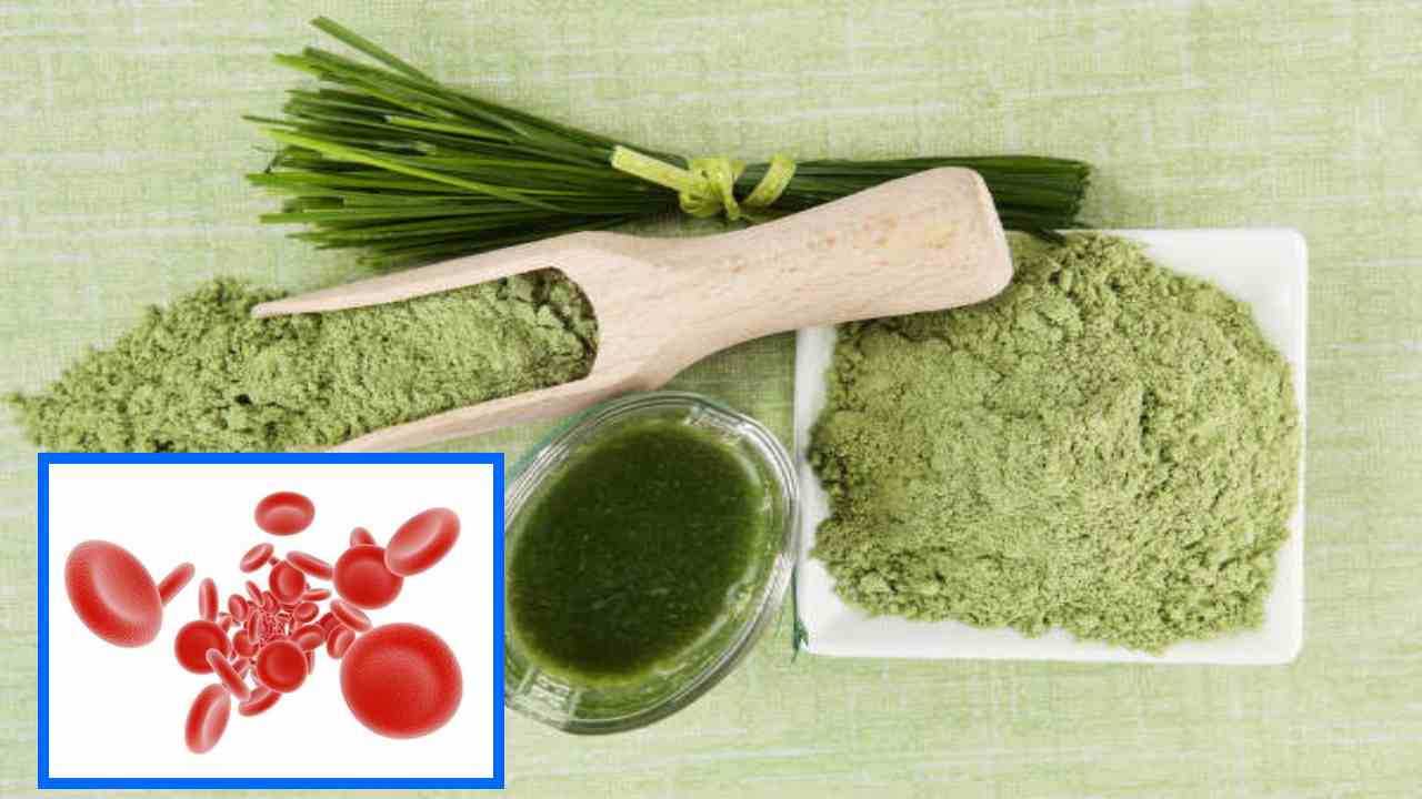 Hemoglobin : రక్తంలో హిమోగ్లోబిన్ శాతం పెరగాలంటే రోజుకు ఒక స్పూన్ పొడి చాలు! Hemoglobin : రక్తంలో హిమోగ్లోబిన్ శాతం పెరగాలంటే రోజుకు ఒక స్పూన్ పొడి చాలు!