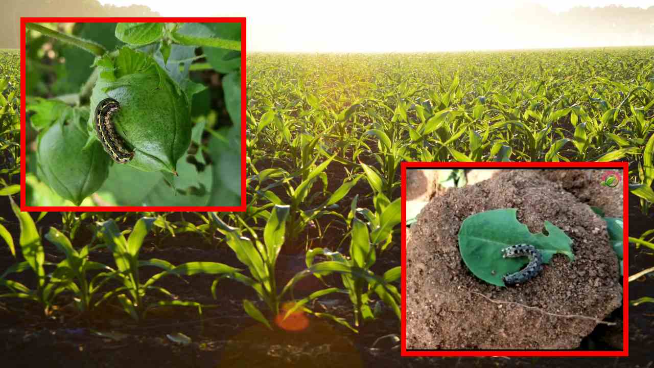 Tobacco Worm : చలికాలంలో పంటలను ఆశించే పొగాకు లద్దె పురుగు, నివారణ మార్గాలు! Tobacco Worm : చలికాలంలో పంటలను ఆశించే పొగాకు లద్దె పురుగు, నివారణ మార్గాలు!