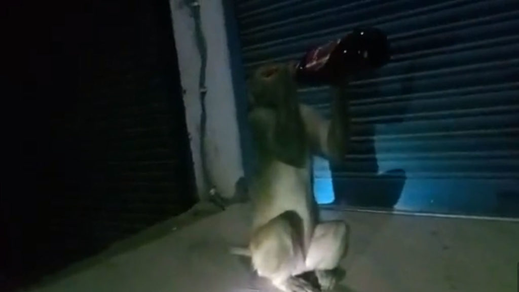monkey drinking beer near UP liquor shop
