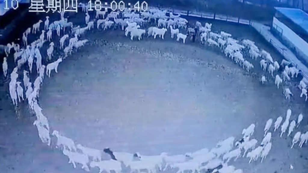 Strange video of sheep walking around in a circle for 12 days in China