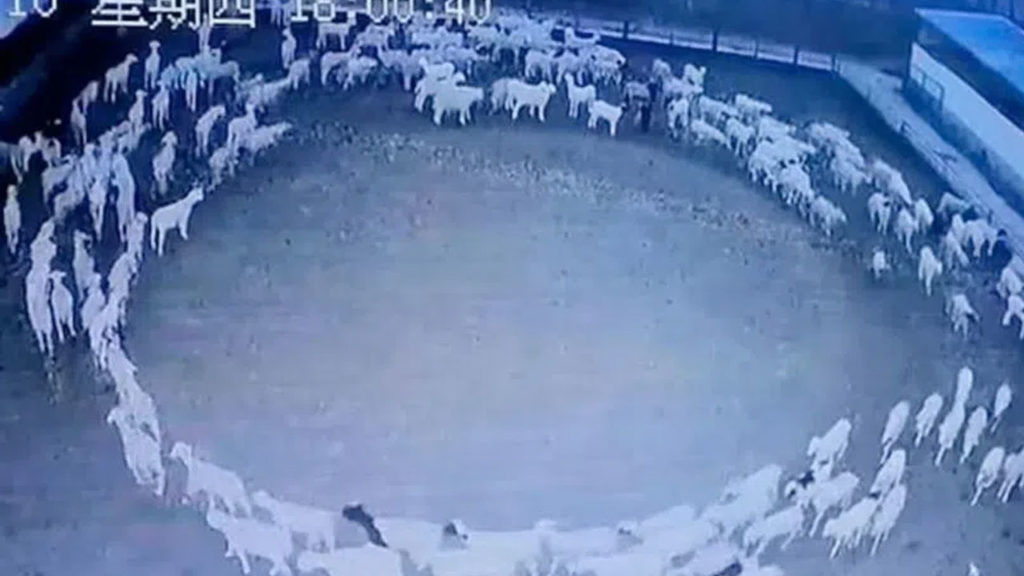 Scientist Claims Mystery Behind Sheep Walking In Circle In China Solved