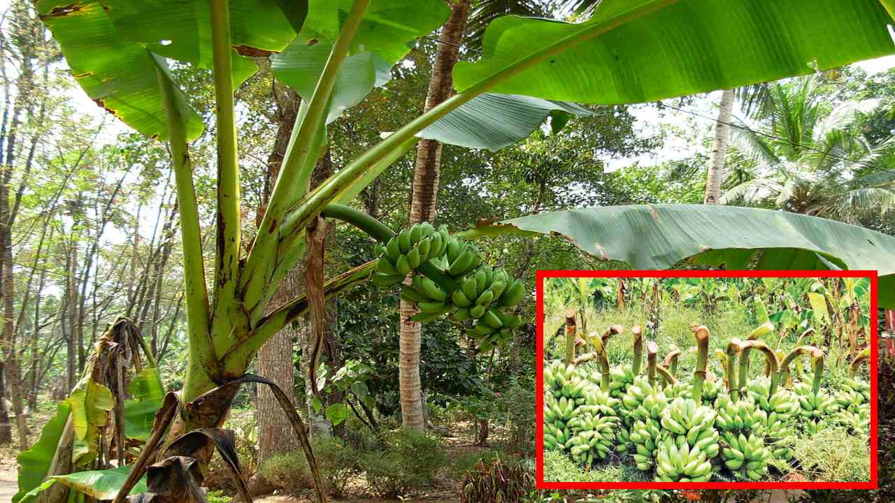 Banana Tree : అరటి చెట్టులో ఔషదగుణాల గురించి ఆయుర్వేదం ఏం చెబుతుందంటే? Banana Tree : అరటి చెట్టులో ఔషదగుణాల గురించి ఆయుర్వేదం ఏం చెబుతుందంటే?