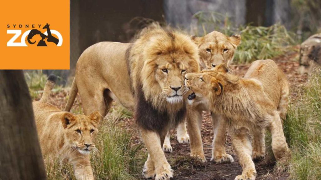 five lions escaped