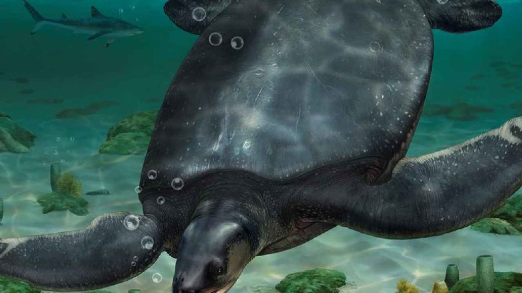 Fossils of turtle
