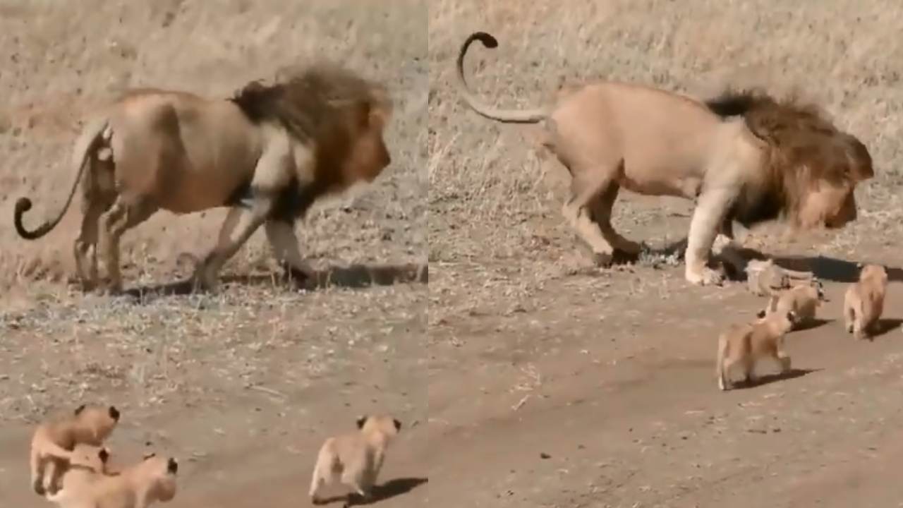 Viral Video Of Lion: సింహం వెనకాలే దాని పిల్లల పరుగులు.. క్యూట్ వీడియో Viral Video Of Lion: సింహం వెనకాలే దాని పిల్లల పరుగులు.. క్యూట్ వీడియో