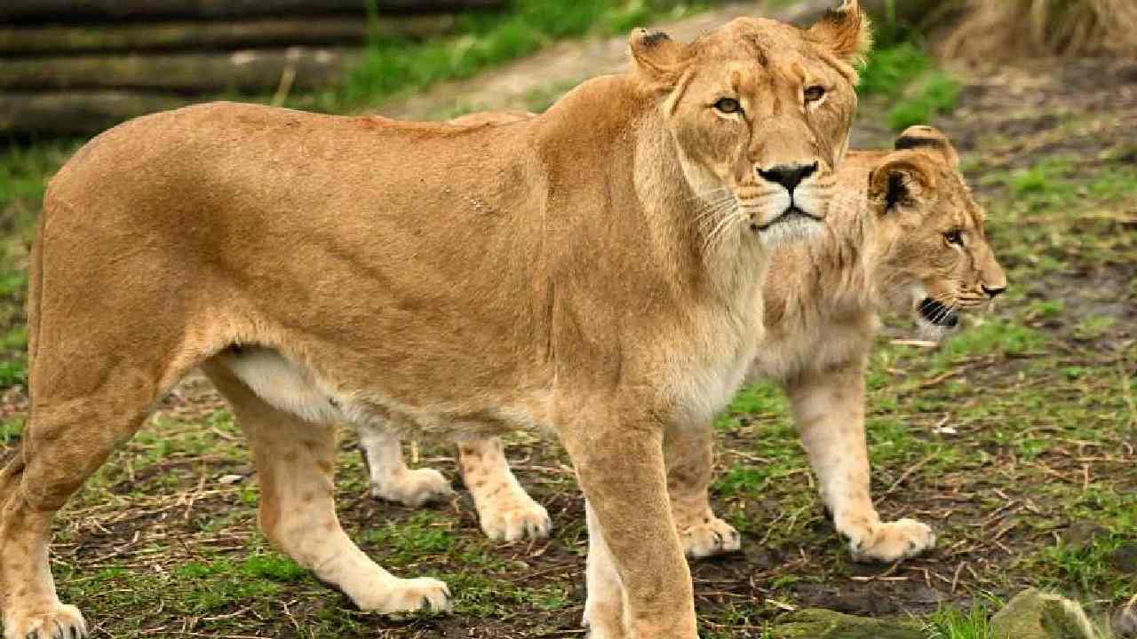 Five lions escape: బోను నుంచి బయటకు వచ్చి కలకలం రేపిన 5 సింహాలు Five lions escape: బోను నుంచి బయటకు వచ్చి కలకలం రేపిన 5 సింహాలు