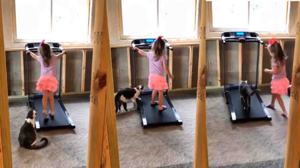 little GirlTeaches Pet Cat Treadmill