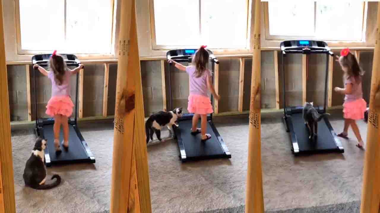 Girl Teaches Pet Cat Treadmill : ట్రెడ్మిల్పై ఎలా నడవాలో పెంపుడుపిల్లికి నేర్పించిన చిన్నారి.. బుద్ధిగా భలే నేర్చేసుకుందిగా.. Girl Teaches Pet Cat Treadmill : ట్రెడ్మిల్పై ఎలా నడవాలో పెంపుడుపిల్లికి నేర్పించిన చిన్నారి.. బుద్ధిగా భలే నేర్చేసుకుందిగా..