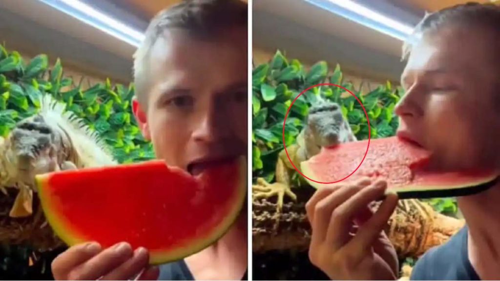 man eats watermelon slice by sharing it with pet iguana