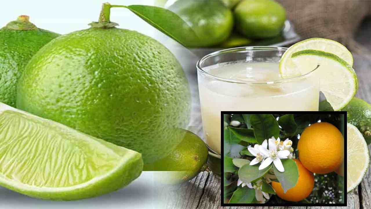 Winter Immunity Booster : చలికాలంలో ఇన్ఫెక్షన్లు దరిచేరకుండా రోగనిరోధక శక్తిని పెంచే బత్తాయి! Winter Immunity Booster : చలికాలంలో ఇన్ఫెక్షన్లు దరిచేరకుండా రోగనిరోధక శక్తిని పెంచే బత్తాయి!