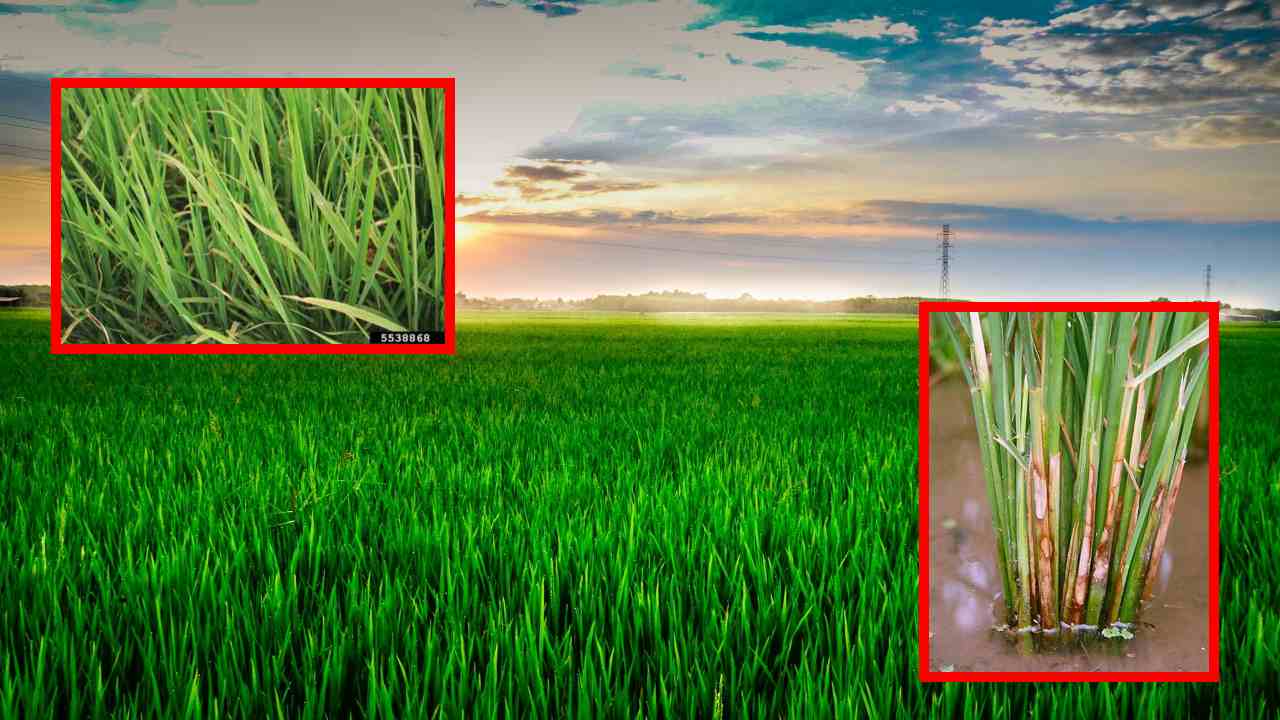Paddy : వరిసాగులో అగ్గి తెగులు నివారణ! Paddy : వరిసాగులో అగ్గి తెగులు నివారణ!