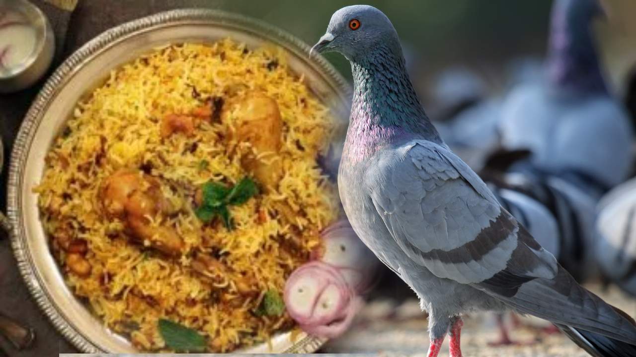 Pigeon Biryani in BArs : బార్, రెస్టారెంట్లలో పావురం బిర్యానీ..! ఆధారాలు సేకరించి పోలీసులకు రిటైర్డ్ ఆర్మీ అధికారి ఫిర్యాదు Pigeon Biryani in BArs : బార్, రెస్టారెంట్లలో పావురం బిర్యానీ..! ఆధారాలు సేకరించి పోలీసులకు రిటైర్డ్ ఆర్మీ అధికారి ఫిర్యాదు