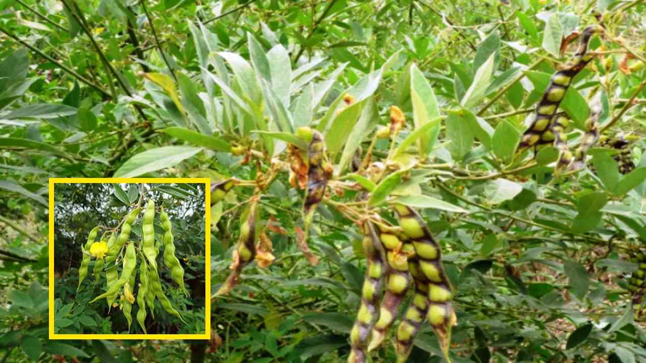 Pigeon Pea Cultivation : కంది సాగులో మెళుకువలు, యాజమాన్య పద్దతులు! Pigeon Pea Cultivation : కంది సాగులో మెళుకువలు, యాజమాన్య పద్దతులు!