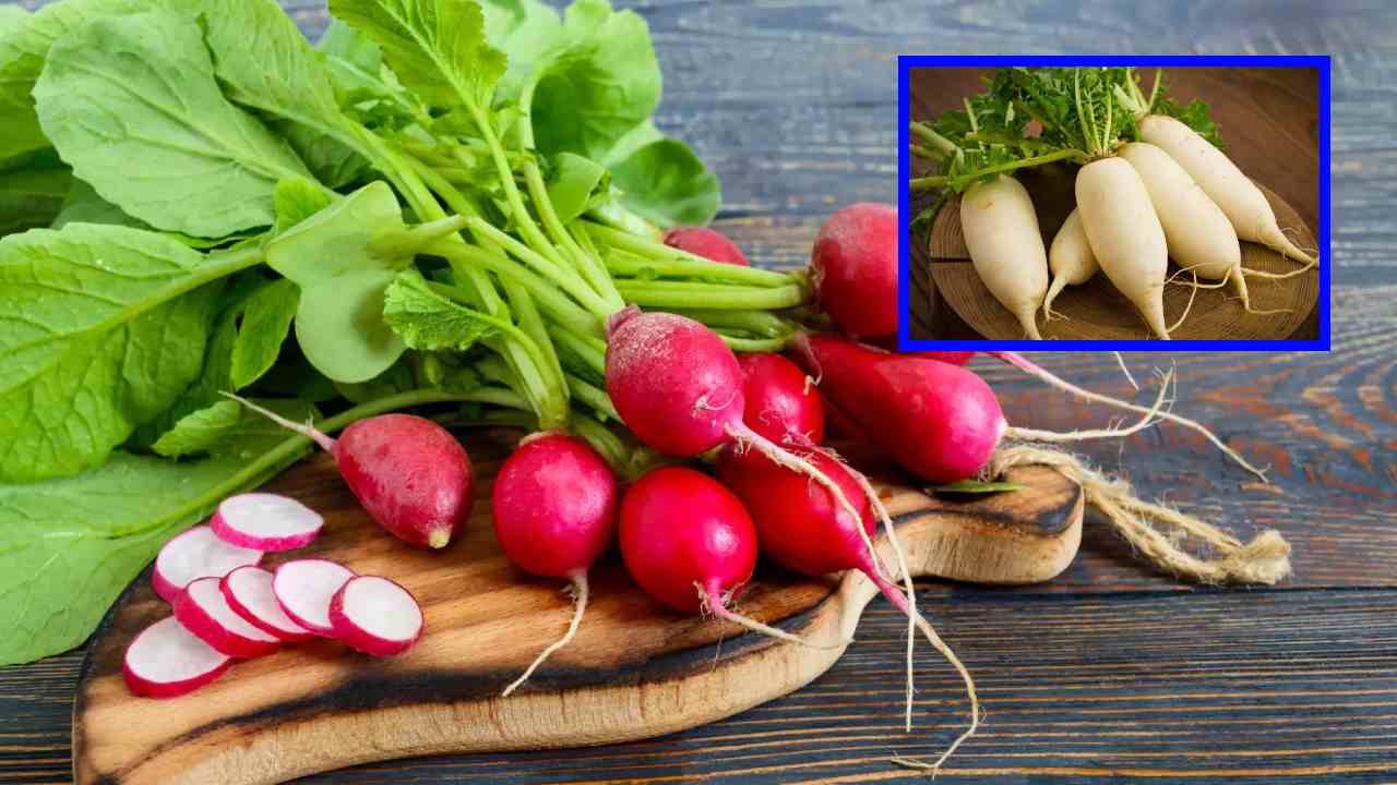 Eat Radish : ముల్లంగిని ఈ ఆహారాలతో కలిపి అస్సలు తినొద్దు ? ఎందుకో తెలిస్తే.. Eat Radish : ముల్లంగిని ఈ ఆహారాలతో కలిపి అస్సలు తినొద్దు ? ఎందుకో తెలిస్తే..