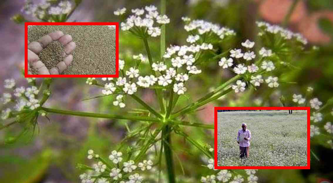 Ajwain Farming : రైతులకు లాభదాయకంగా వాము సాగు! Ajwain Farming : రైతులకు లాభదాయకంగా వాము సాగు!