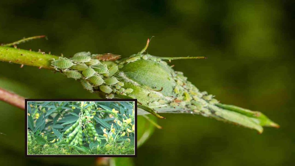 Aphids that damage the curry crop, preventive measures!