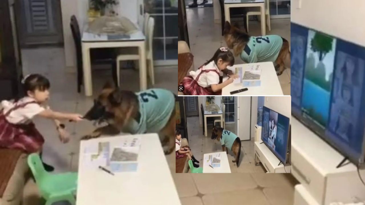 viral video : ఏయ్ బుజ్జీ..డాడీ వచ్చేస్తున్నారు,టీవీ కట్టేసి చదువుకో : పాపకు వార్నింగ్ ఇచ్చిన కుక్క viral video : ఏయ్ బుజ్జీ..డాడీ వచ్చేస్తున్నారు,టీవీ కట్టేసి చదువుకో : పాపకు వార్నింగ్ ఇచ్చిన కుక్క