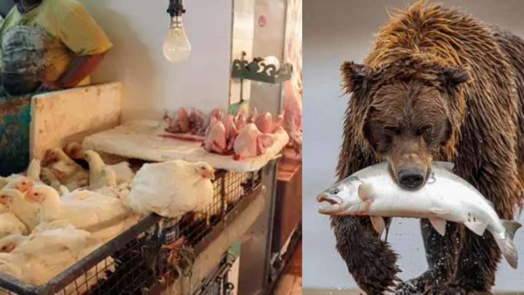 Bears raid chicken, mutton shops in Uttarakhand