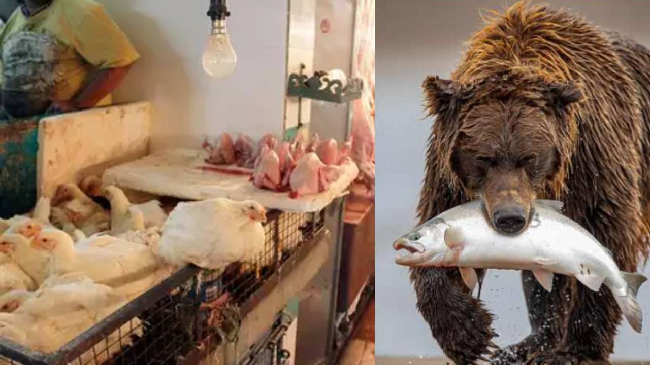 Bears Raid On Meat Shops : చికెన్, మటన్ షాపులపై ఎలుగుబంట్ల దాడి .. లబోదిబోమంటున్న యజమానులు Bears Raid On Meat Shops : చికెన్, మటన్ షాపులపై ఎలుగుబంట్ల దాడి .. లబోదిబోమంటున్న యజమానులు