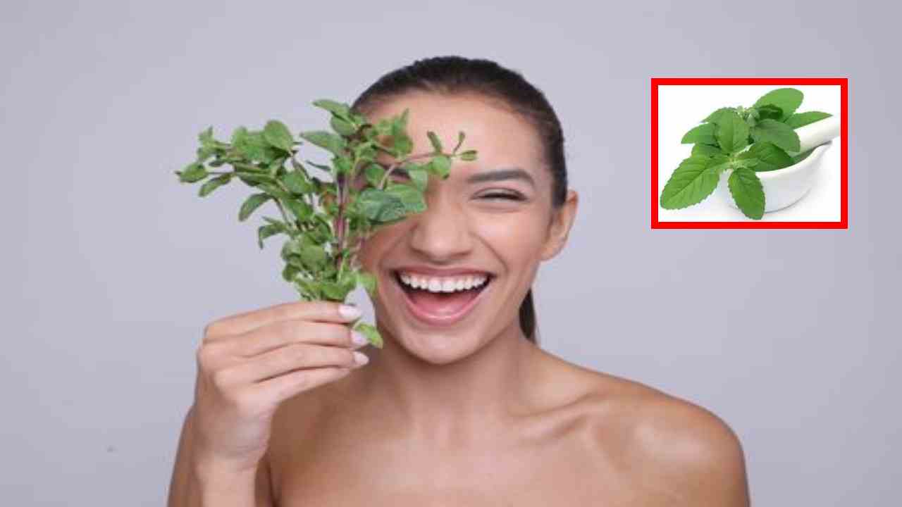 Benefits Of Basil : మొటిమలతోపాటు, చర్మ సమస్యలు తొలగించే సహజసిద్ధమైన తులసి! Benefits Of Basil : మొటిమలతోపాటు, చర్మ సమస్యలు తొలగించే సహజసిద్ధమైన తులసి!