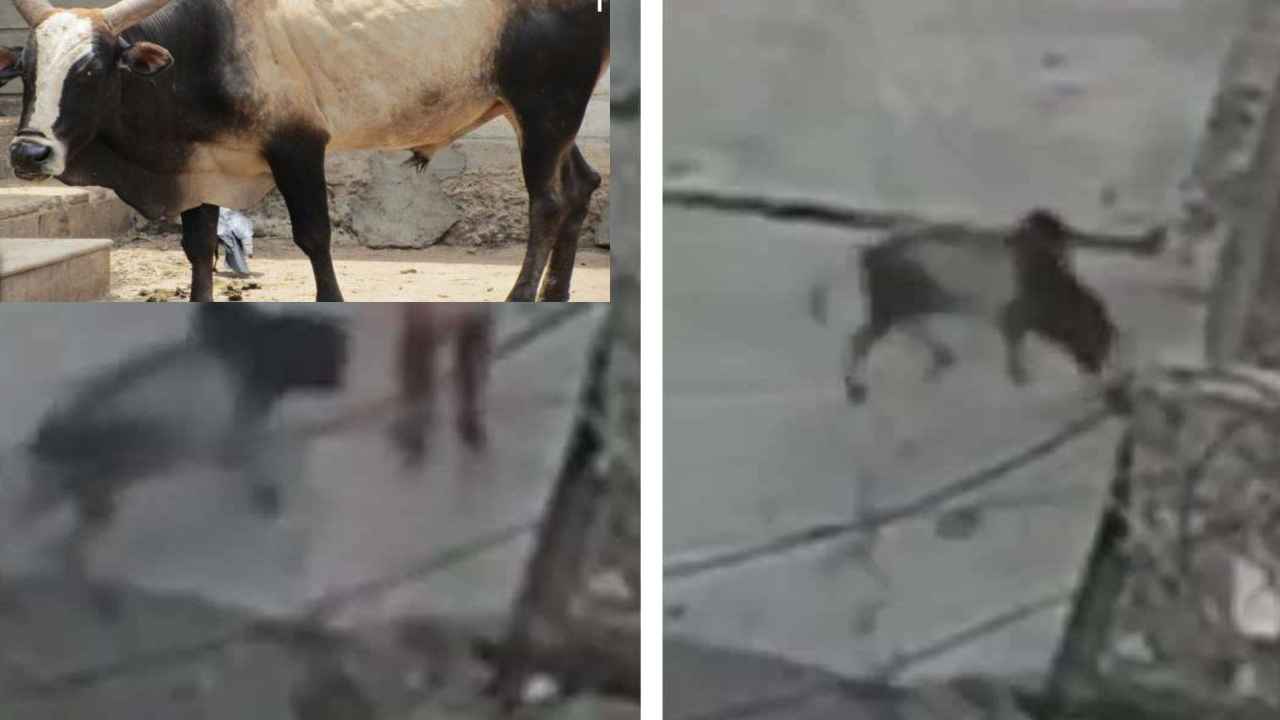 Bull Attack : ఘోరం.. మార్నింగ్ వాక్ చేస్తుండగా ఎద్దు దాడి, కొమ్ములతో పొడిచి పొడిచి చంపేసింది, వీడియో వైరల్ Bull Attack : ఘోరం.. మార్నింగ్ వాక్ చేస్తుండగా ఎద్దు దాడి, కొమ్ములతో పొడిచి పొడిచి చంపేసింది, వీడియో వైరల్