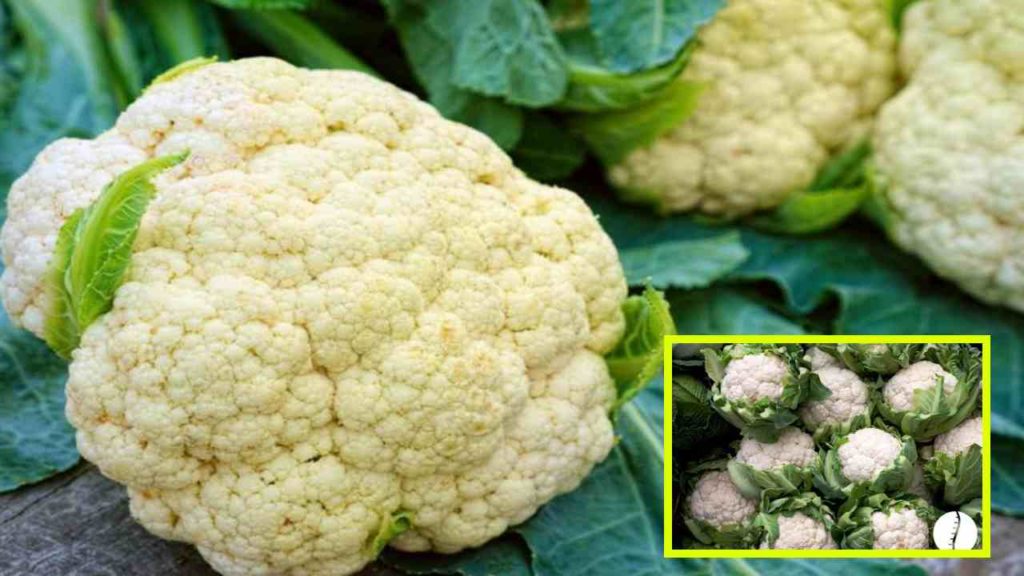 Cauliflower is good for lung health in winter!