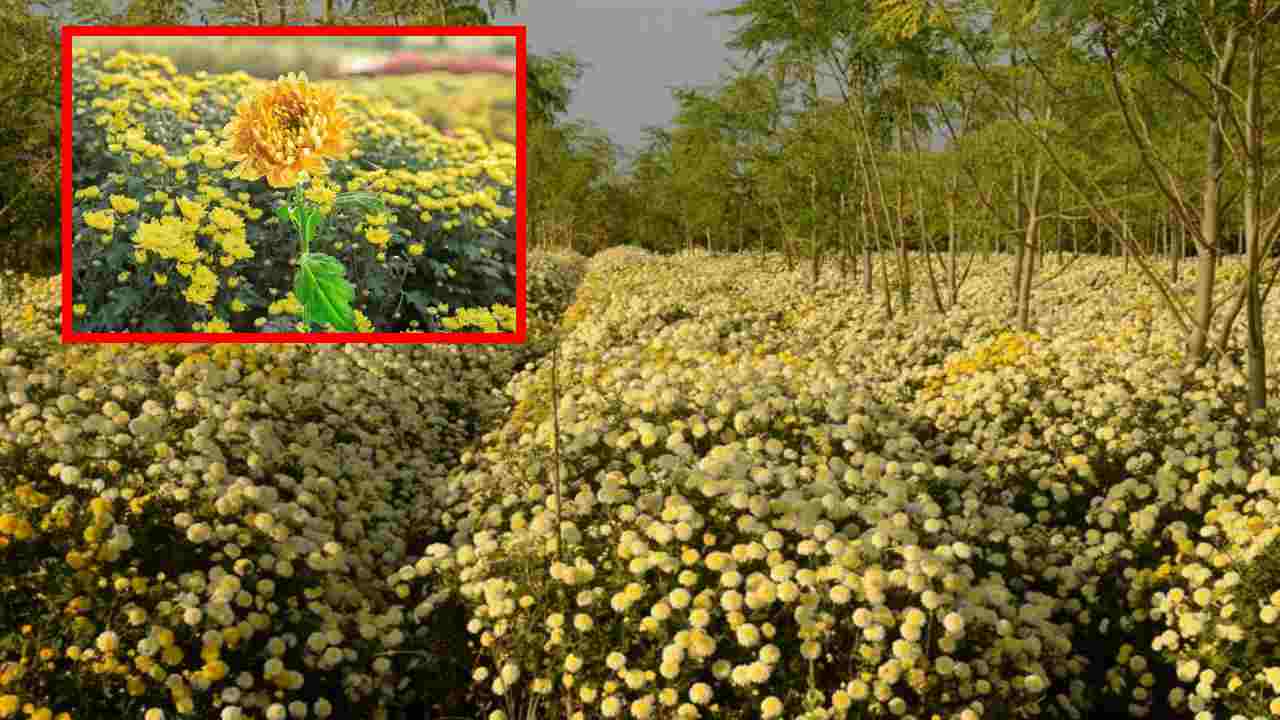 Chamanti Cultivation : చామంతి సాగులో చీడపీడలు, తెగుళ్ళ నివారణ ! Chamanti Cultivation : చామంతి సాగులో చీడపీడలు, తెగుళ్ళ నివారణ !
