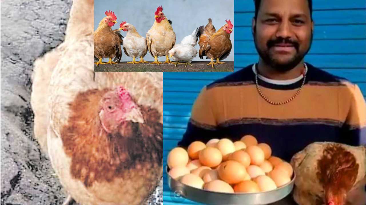 Chicken 31 Eggs in 12 Hours : ఇది కోడా? గుడ్లు తయారు చేసే ఫ్యాక్టరీయా..? 12 గంటల్లో 31 గుడ్లు పెట్టిన కోడిపెట్ట..! Chicken 31 Eggs in 12 Hours : ఇది కోడా? గుడ్లు తయారు చేసే ఫ్యాక్టరీయా..? 12 గంటల్లో 31 గుడ్లు పెట్టిన కోడిపెట్ట..!