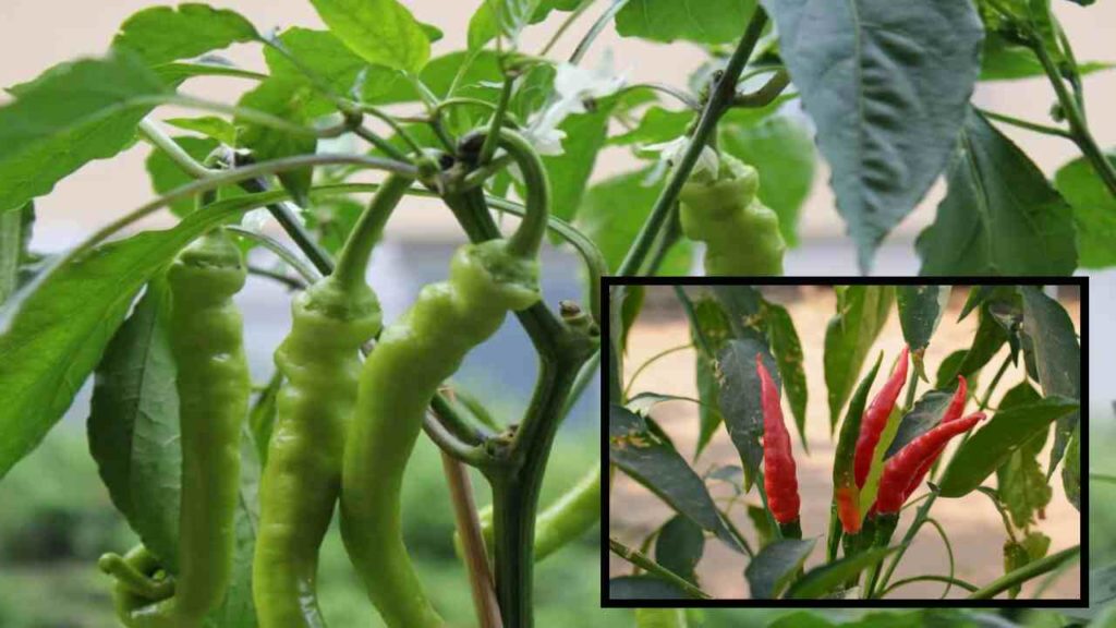 Chili pests, prevention methods!