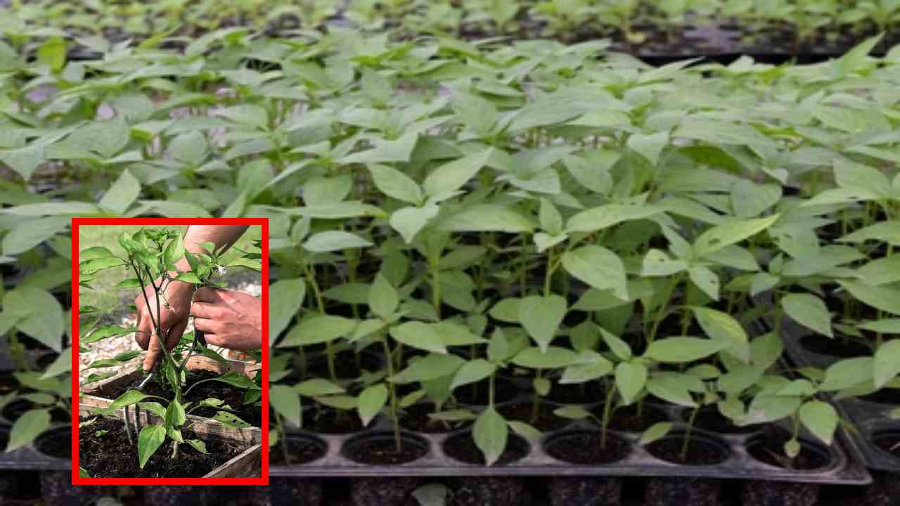 Chilli Cultivation : ప్లాస్టీక్ ట్రేలలో మిరపనారు పెంపకం, సూచనలు! Chilli Cultivation : ప్లాస్టీక్ ట్రేలలో మిరపనారు పెంపకం, సూచనలు!