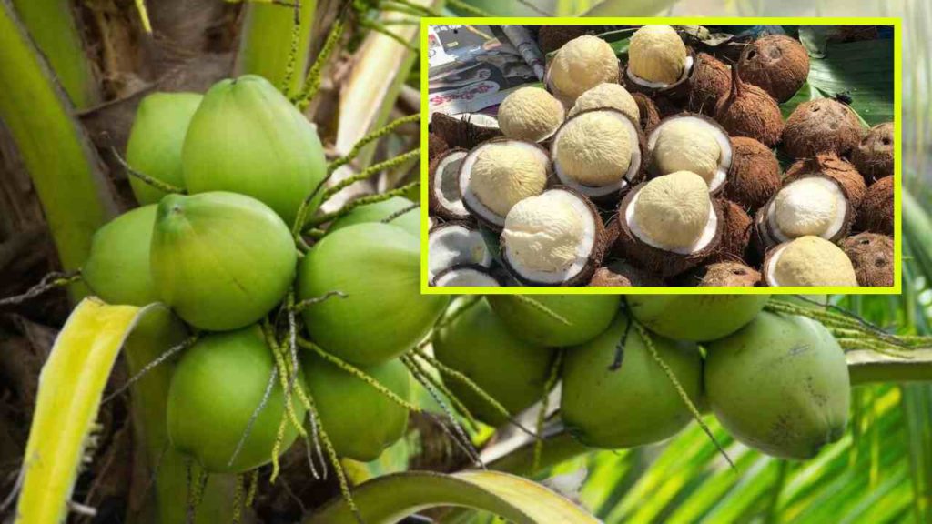 Coconut flower that prevents eye defects! Eating once a week is enough