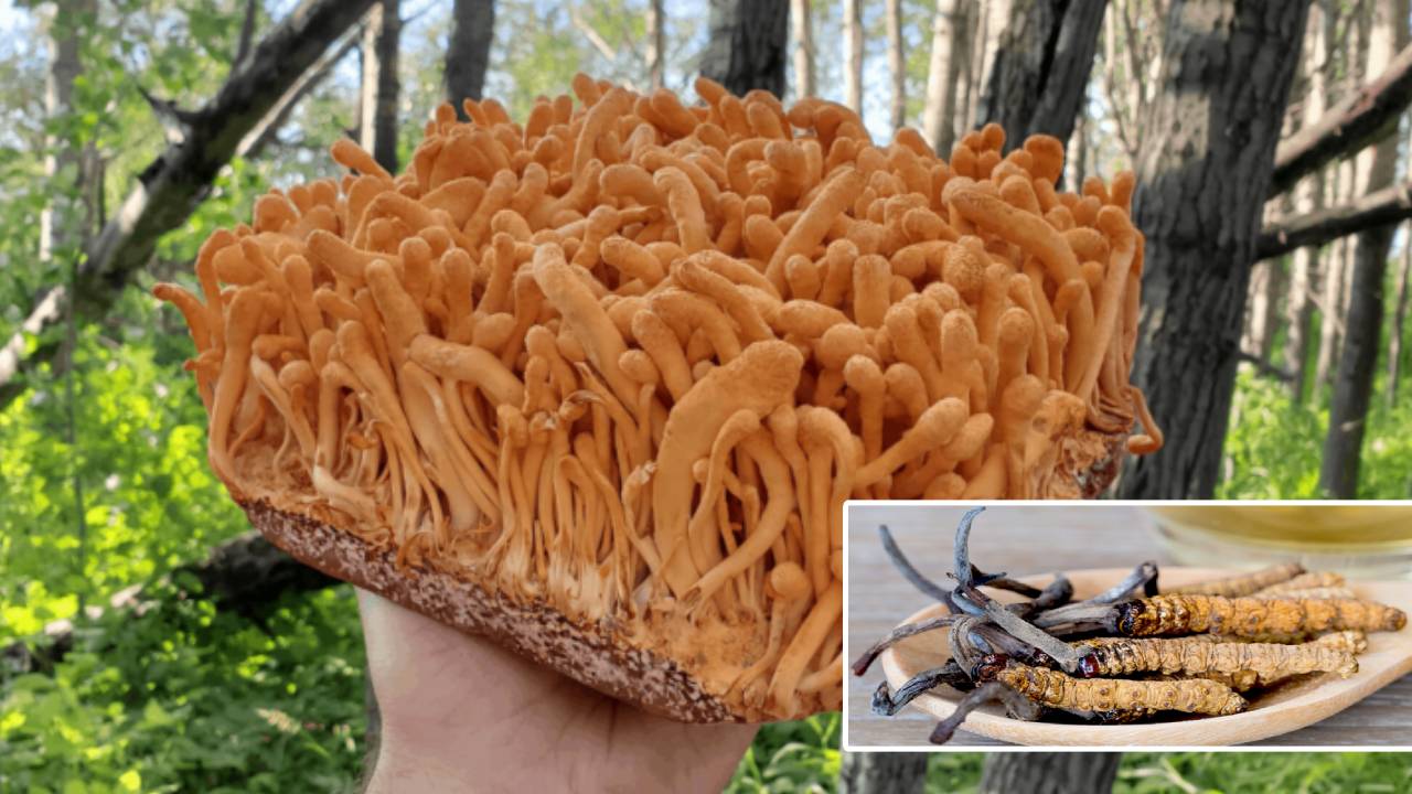 Cordyceps: కార్డిసెప్స్ ఫంగస్ కోసమే భారత్ భూభాగంలోకి చైనా సైన్యం.. వాటి ధర తెలిస్తే దిమ్మతిరగాల్సిందే.. Cordyceps: కార్డిసెప్స్ ఫంగస్ కోసమే భారత్ భూభాగంలోకి చైనా సైన్యం.. వాటి ధర తెలిస్తే దిమ్మతిరగాల్సిందే..