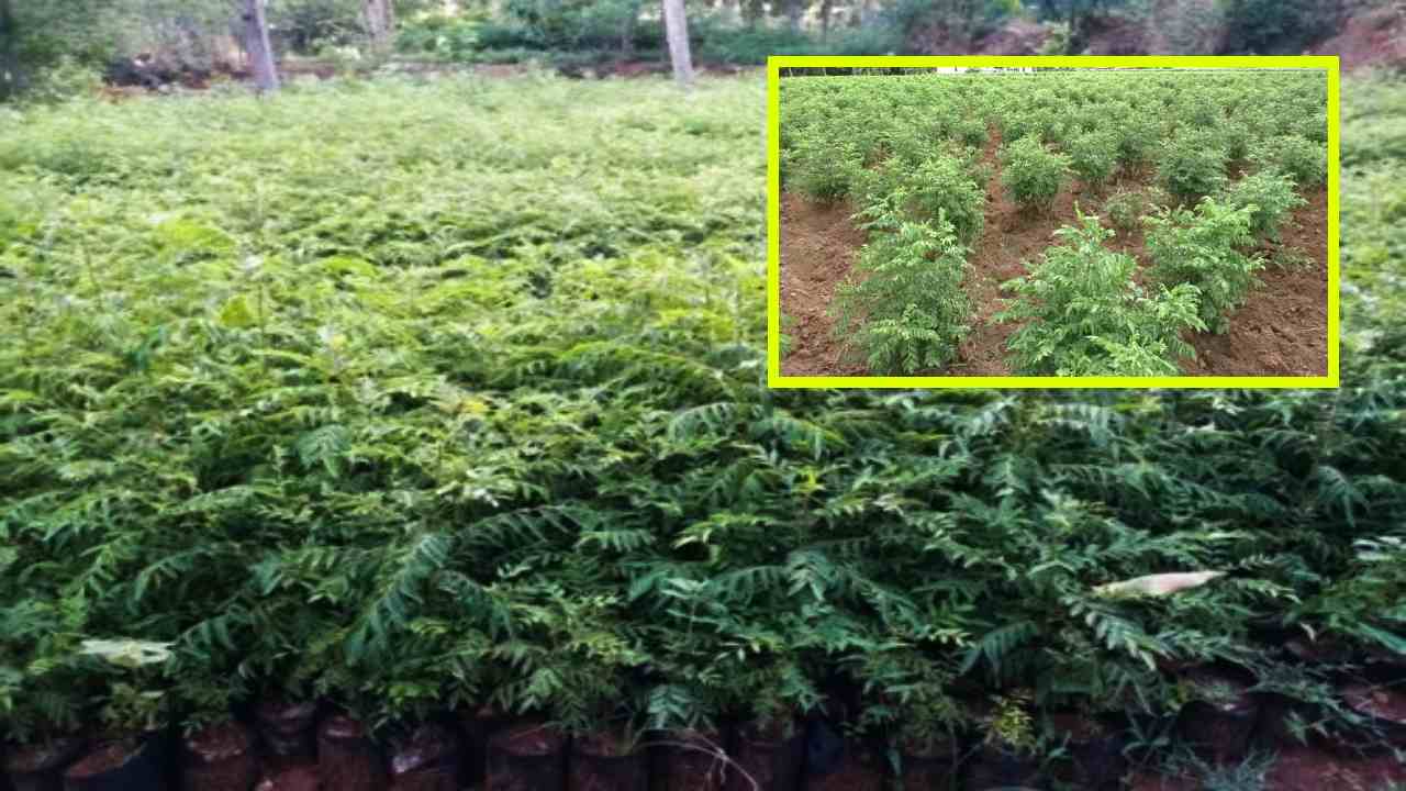 Cultivation Of Curry Leaves : ఒకసారి నాటితే 15 ఏళ్లపాటు దిగుబడి! కరివేపాకు సాగుతో లభాలు గడిస్తున్న రైతులు Cultivation Of Curry Leaves : ఒకసారి నాటితే 15 ఏళ్లపాటు దిగుబడి! కరివేపాకు సాగుతో లభాలు గడిస్తున్న రైతులు