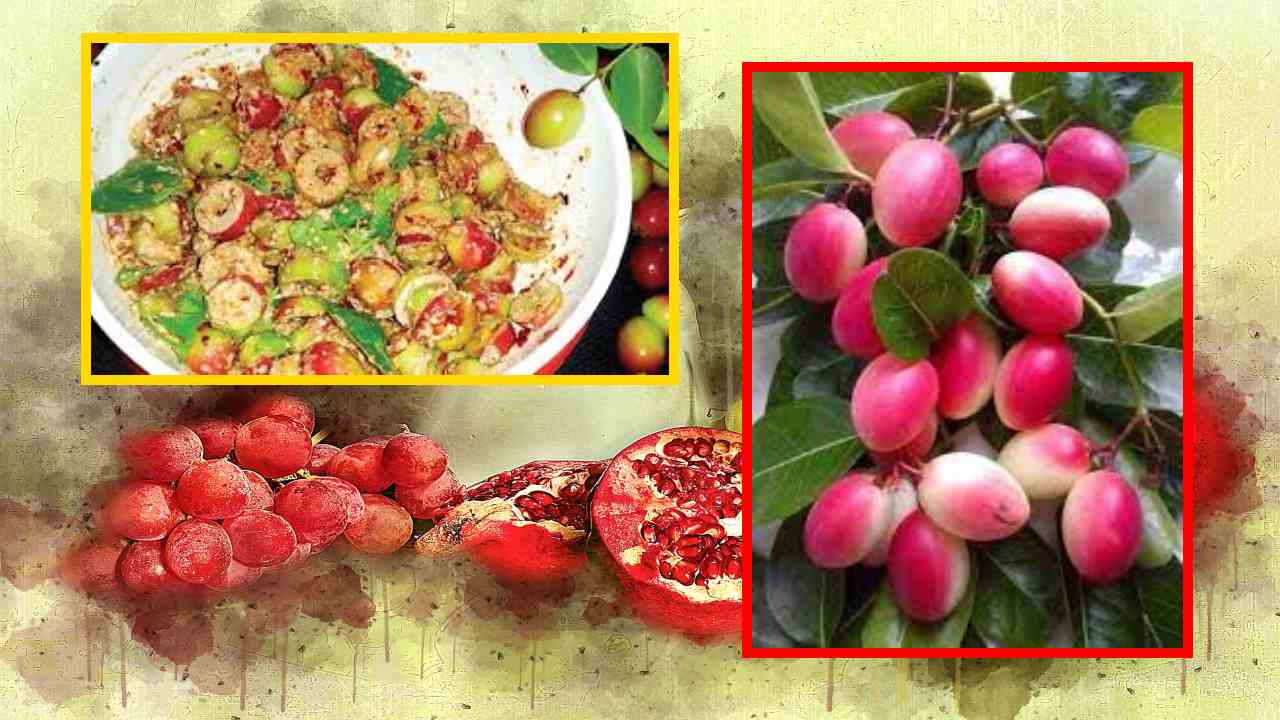 Carissa Carandas : చలికాలంలో రోగనిరోధక శక్తిని పెంచటంతోపాటు ఐరన్ లోపాన్ని నివారించే వాక్కాయలు! Carissa Carandas : చలికాలంలో రోగనిరోధక శక్తిని పెంచటంతోపాటు ఐరన్ లోపాన్ని నివారించే వాక్కాయలు!