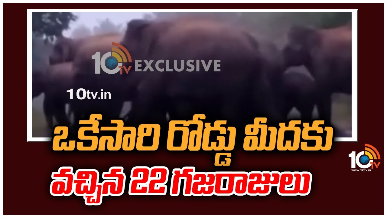 ఒకేసారి రోడ్డు మీదకు వచ్చిన 22 గజరాజులు