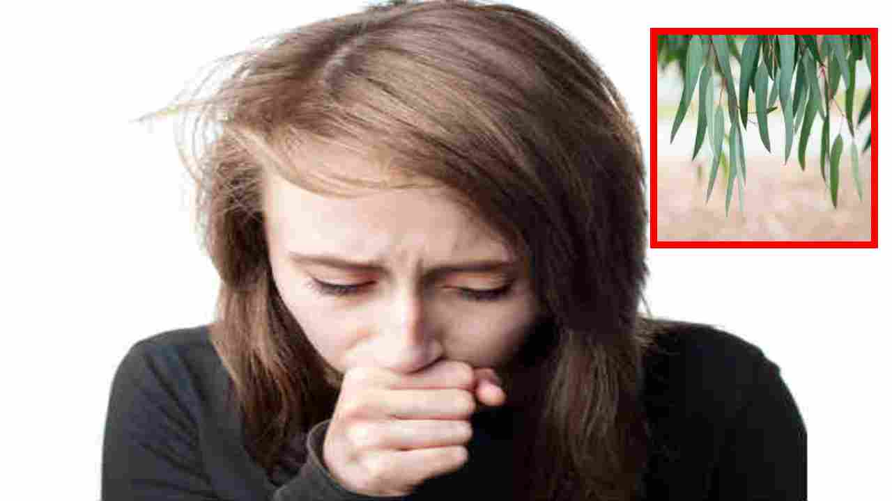 Eucalyptus : శ్వాసకు సంబంధించిన సమస్యల నుండి ఉపశమనం కలిగించే యూకలిప్టస్ ! Eucalyptus : శ్వాసకు సంబంధించిన సమస్యల నుండి ఉపశమనం కలిగించే యూకలిప్టస్ !