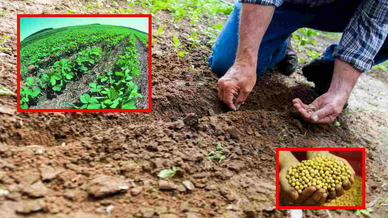 Seed Production In Soybean : సోయా చిక్కుడులో విత్తనోత్పత్తి విధానంపై రైతులకు అవగాహన అవసరమే! Seed Production In Soybean : సోయా చిక్కుడులో విత్తనోత్పత్తి విధానంపై రైతులకు అవగాహన అవసరమే!