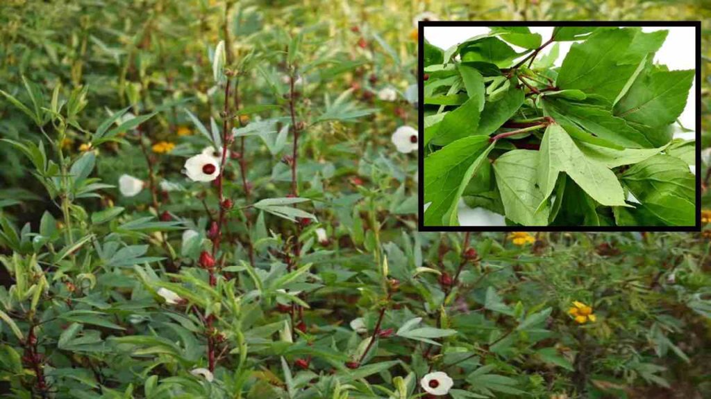 Gongura