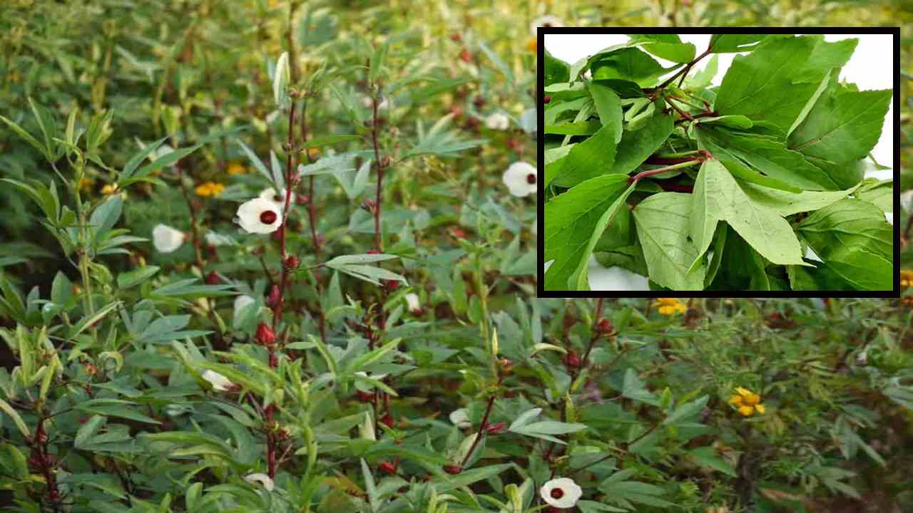 Gongura : చలికాలంలో శరీరానికి వేడిని అందించే గోంగూర ! అంతేకాకుండా మరెన్నో ఆరోగ్య ప్రయోజనాలు Gongura : చలికాలంలో శరీరానికి వేడిని అందించే గోంగూర ! అంతేకాకుండా మరెన్నో ఆరోగ్య ప్రయోజనాలు