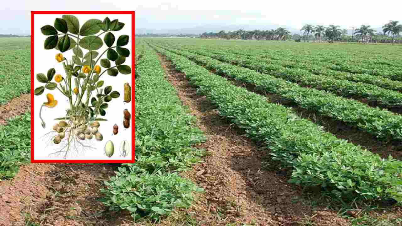 Micronutrients In Peanuts : వేరుశెనగలో సూక్ష్మ పోషకాలతోపాటు, కలుపు నివారణకు రైతులు చేపట్టాల్సిన చర్యలు! Micronutrients In Peanuts : వేరుశెనగలో సూక్ష్మ పోషకాలతోపాటు, కలుపు నివారణకు రైతులు చేపట్టాల్సిన చర్యలు!