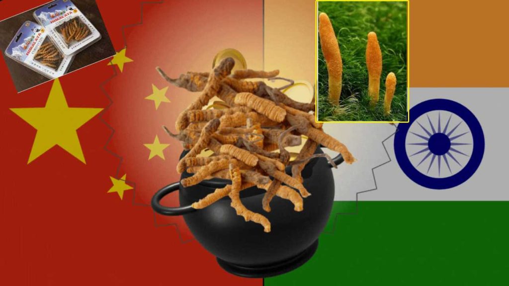 'Himalayan Viagra' CORDYCEPS (1)