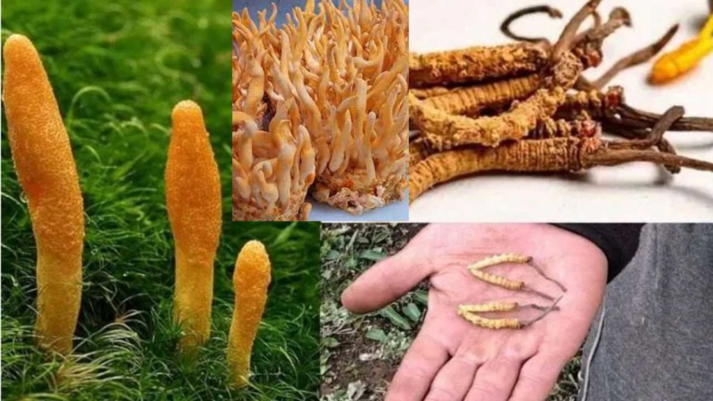 'Himalayan Viagra' CORDYCEPS (2)