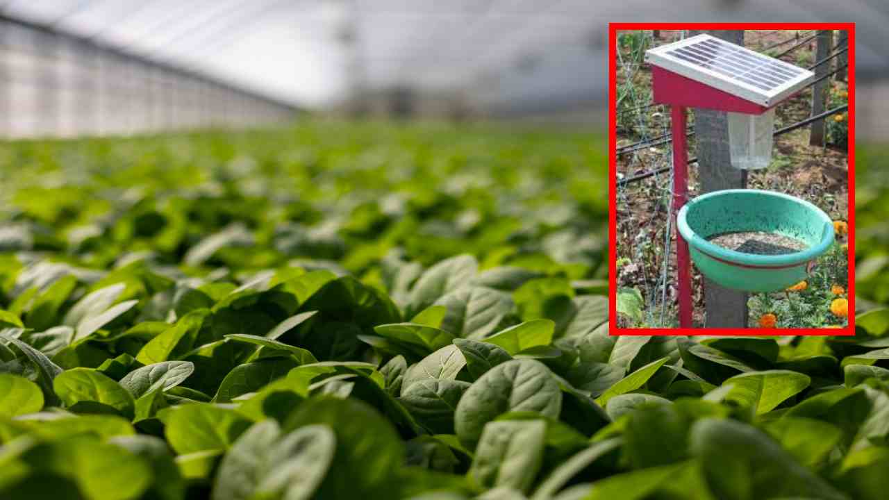 Eradicate Insects In Crops : సౌరవిద్యుత్ తో పంటపొలాల్లో క్రిమికీటకాలను నిర్మూలన ఎలాగంటే? Eradicate Insects In Crops : సౌరవిద్యుత్ తో పంటపొలాల్లో క్రిమికీటకాలను నిర్మూలన ఎలాగంటే?
