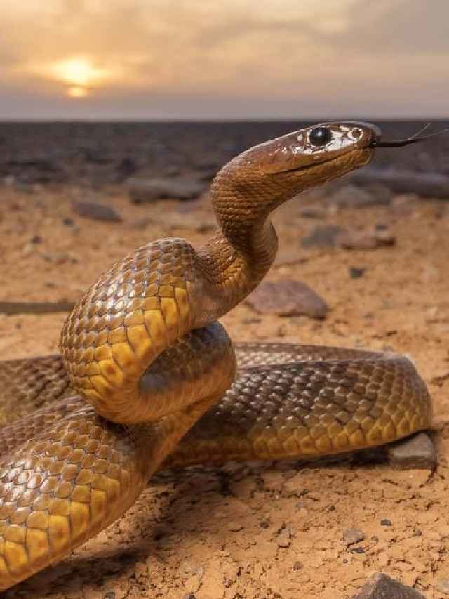 >ప్రపంచంలో అత్యంత విషపూరితమైన పాము