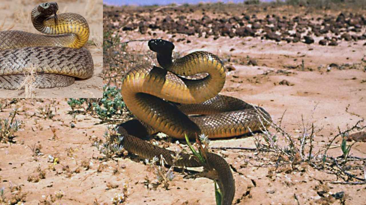 Inland Taipan : ఒక్క కాటుతో 100మందికి పైగా చంపొచ్చు.. ప్రపంచంలోనే అత్యంత విషపూరితమైన పాము ఇదే Inland Taipan : ఒక్క కాటుతో 100మందికి పైగా చంపొచ్చు.. ప్రపంచంలోనే అత్యంత విషపూరితమైన పాము ఇదే