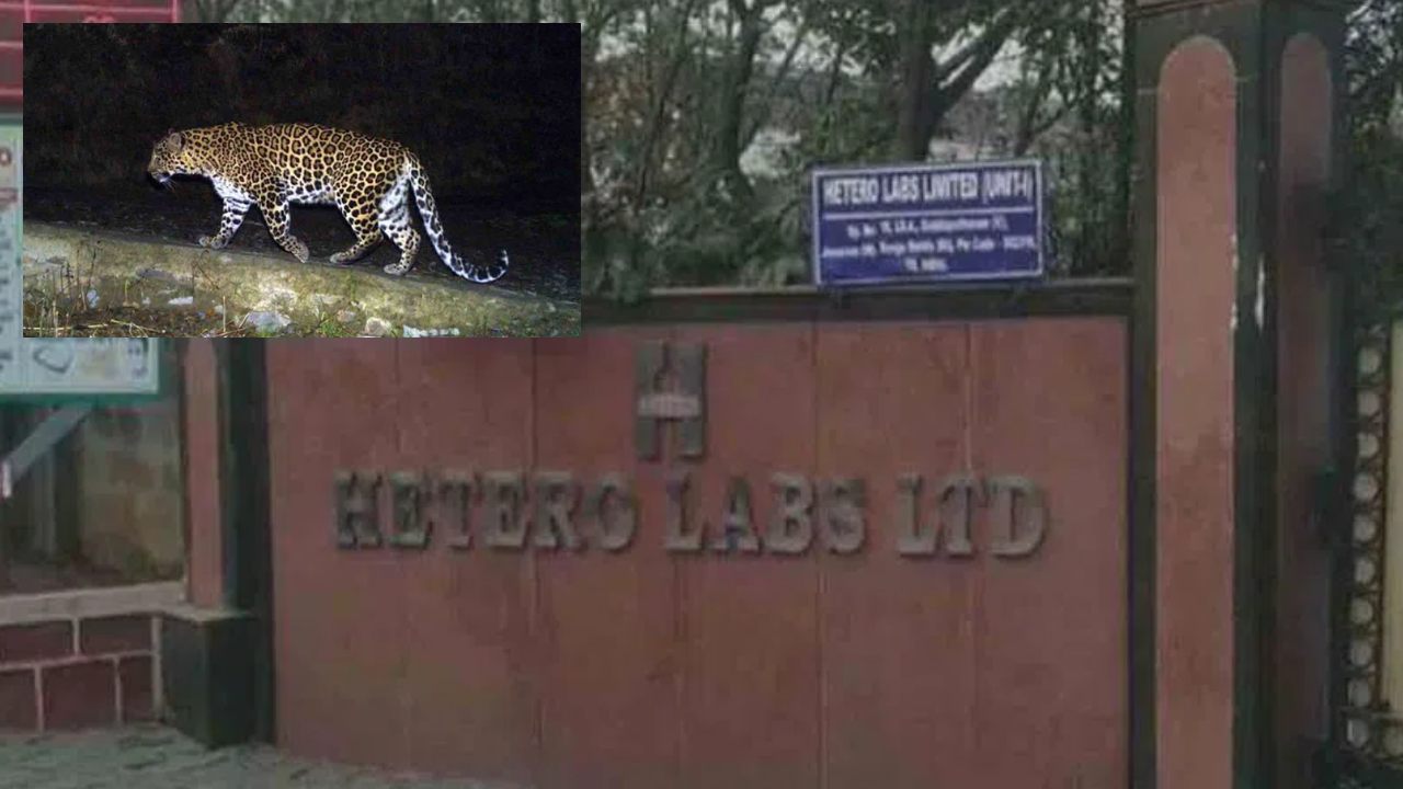Cheetah In Hetero Labs : సంగారెడ్డి జిల్లాలోని హెటిరో ల్యాబ్స్ లో చిరుత పులి సంచారం Cheetah In Hetero Labs : సంగారెడ్డి జిల్లాలోని హెటిరో ల్యాబ్స్ లో చిరుత పులి సంచారం