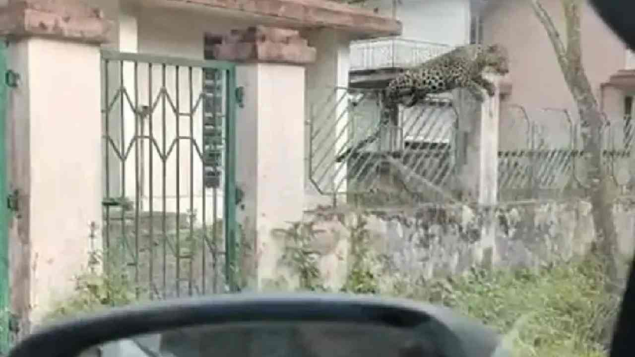 Leopard Attack: వాహనాలపైకి దూసుకెళ్లిన చిరుత… ఇళ్లల్లోకి చొరబడి దాడి.. 13 మందికి గాయాలు Leopard Attack: వాహనాలపైకి దూసుకెళ్లిన చిరుత… ఇళ్లల్లోకి చొరబడి దాడి.. 13 మందికి గాయాలు