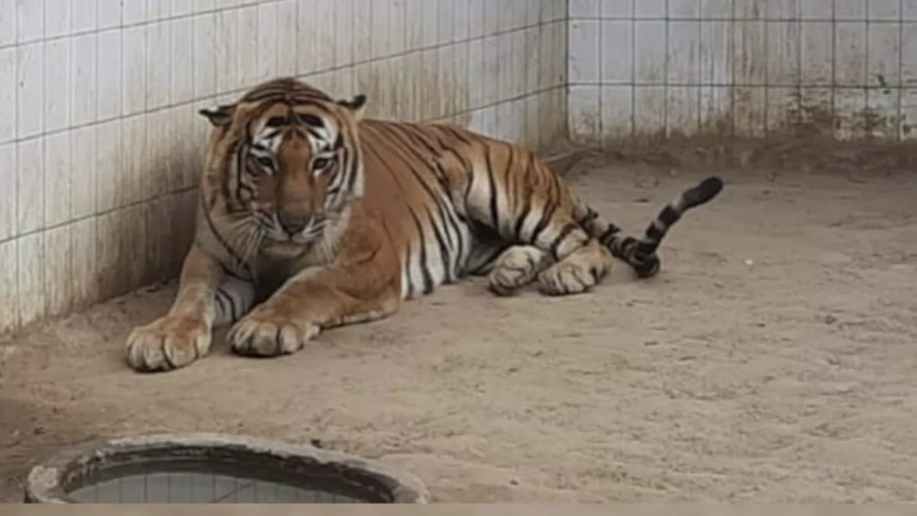 Male Tiger Kishan suffering from cancer dies